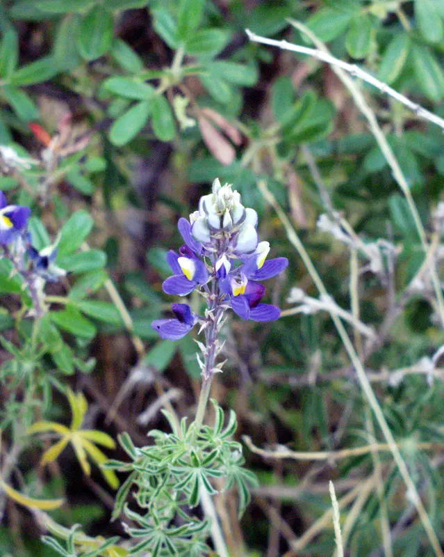 Cuszco-Flower