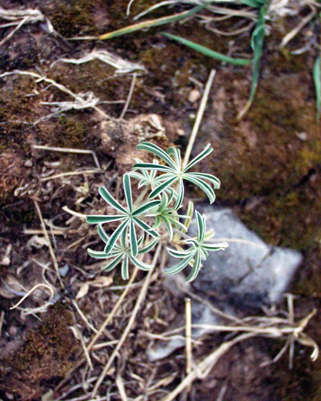 Cuszco-Plant