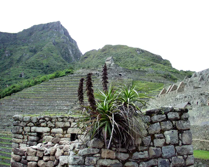 Machu Pichu