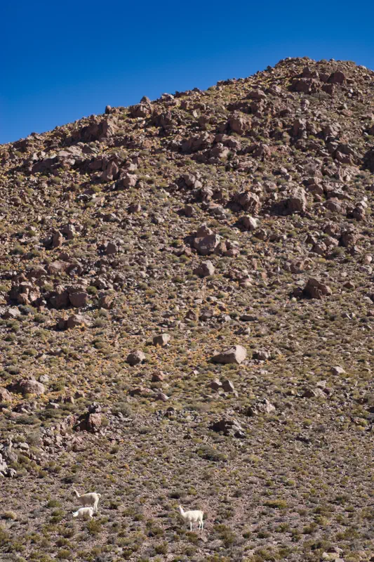 And some pretty cool wildlife. These are vicuna (kinda like llamas).