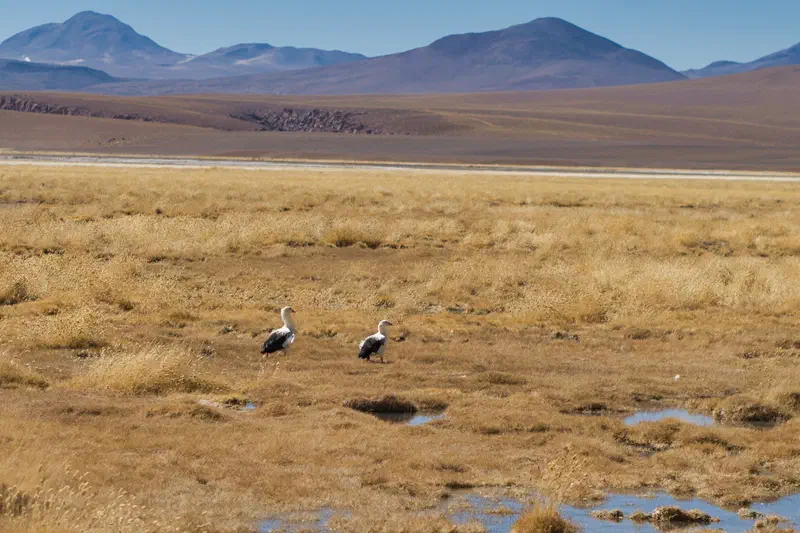 Cool birds in the marshes along the way.