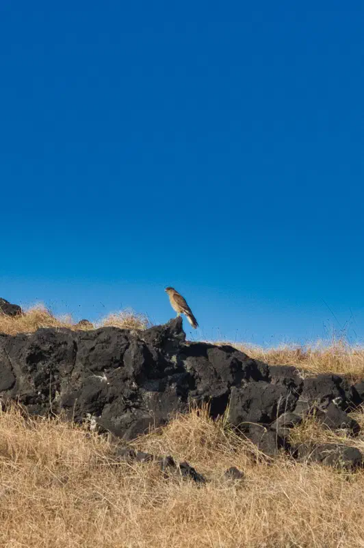 Probably one of the only birds we saw.