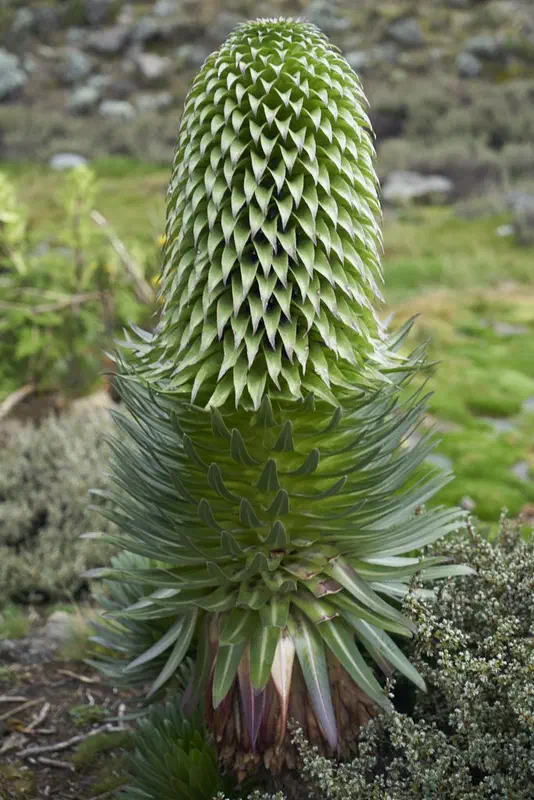 Cool mountain plant