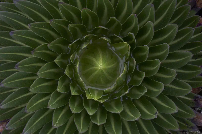 view from the top of a smaller plant of the same species