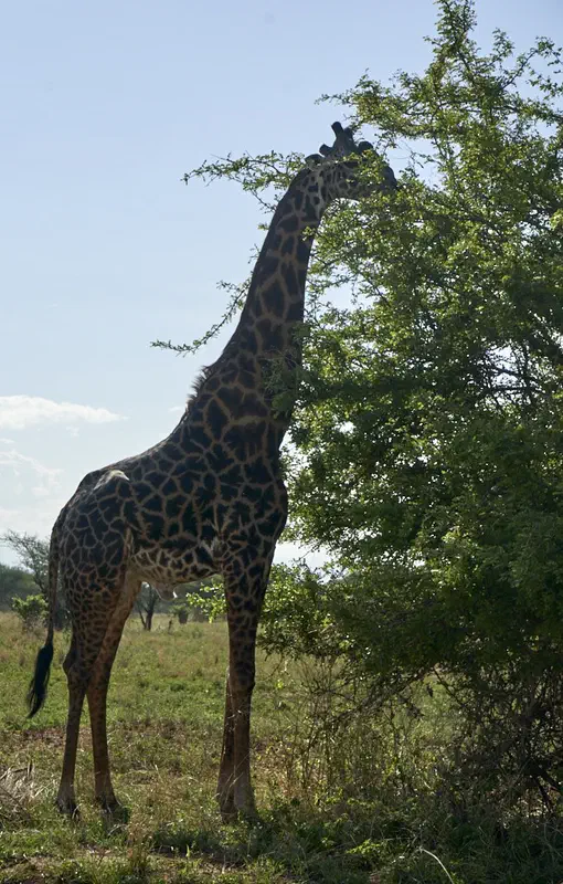 This guy never took its head out of the tree
