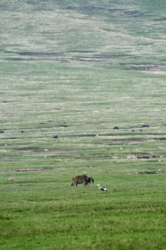 Enlarge me to see all the animals!