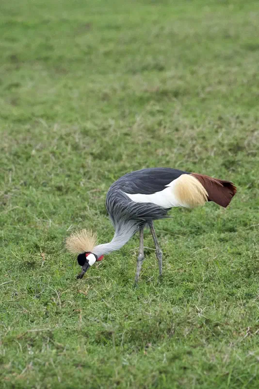 Very cool looking bird - very common grey (southern) crowned crane