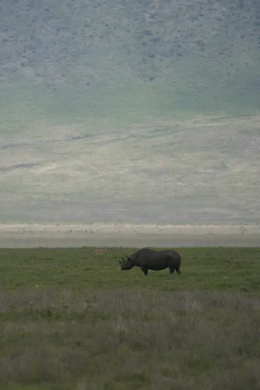 This rhino was at least 1k away. The only one I saw. Full zoom with 400mm lens and a lot of cropping...