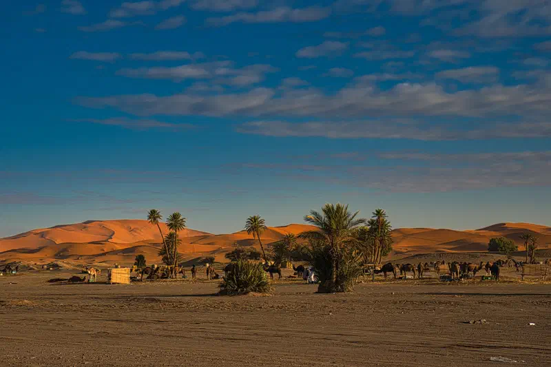 And camels...