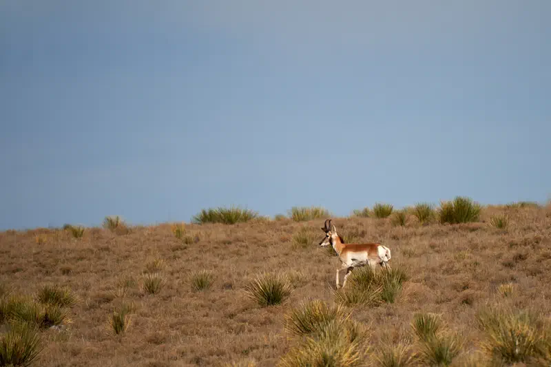 Couldn't get a good shot of these antelope.…