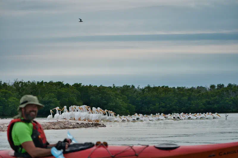 Dave with the pelicans...